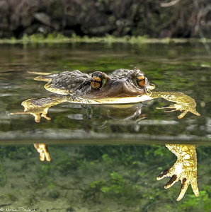 Bufo bufo by Mathieu Foulquié 